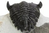 Curled Hollardops Trilobite Fossil - Ofaten, Morocco #301941-4